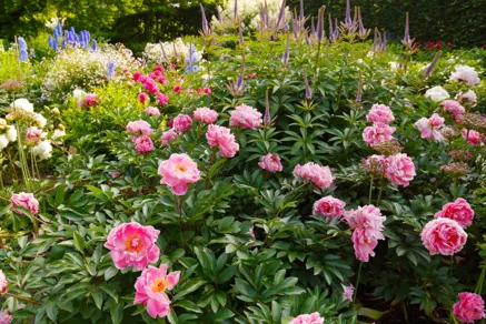 Blühender frühsommerlicher Flor im Schmuckstaudengarten